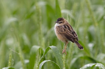 Zitting Cisticola Unknown Spots Sat, 4/15/2023