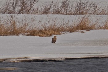 White-tailed Eagle 石狩川河口 Sun, 3/12/2023