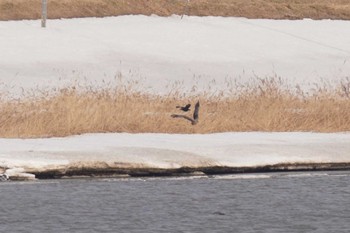 White-tailed Eagle 石狩川河口 Sun, 3/12/2023