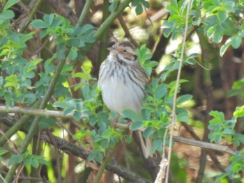 Little Bunting Akigase Park Tue, 3/14/2023