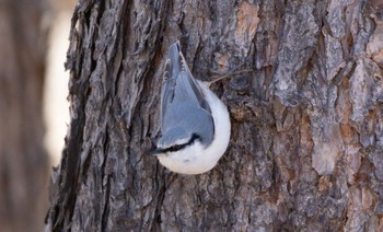 Eurasian Nuthatch(asiatica) Makomanai Park Sun, 4/2/2023