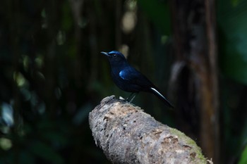 White-tailed Robin Fraser's Hill Wed, 3/8/2023