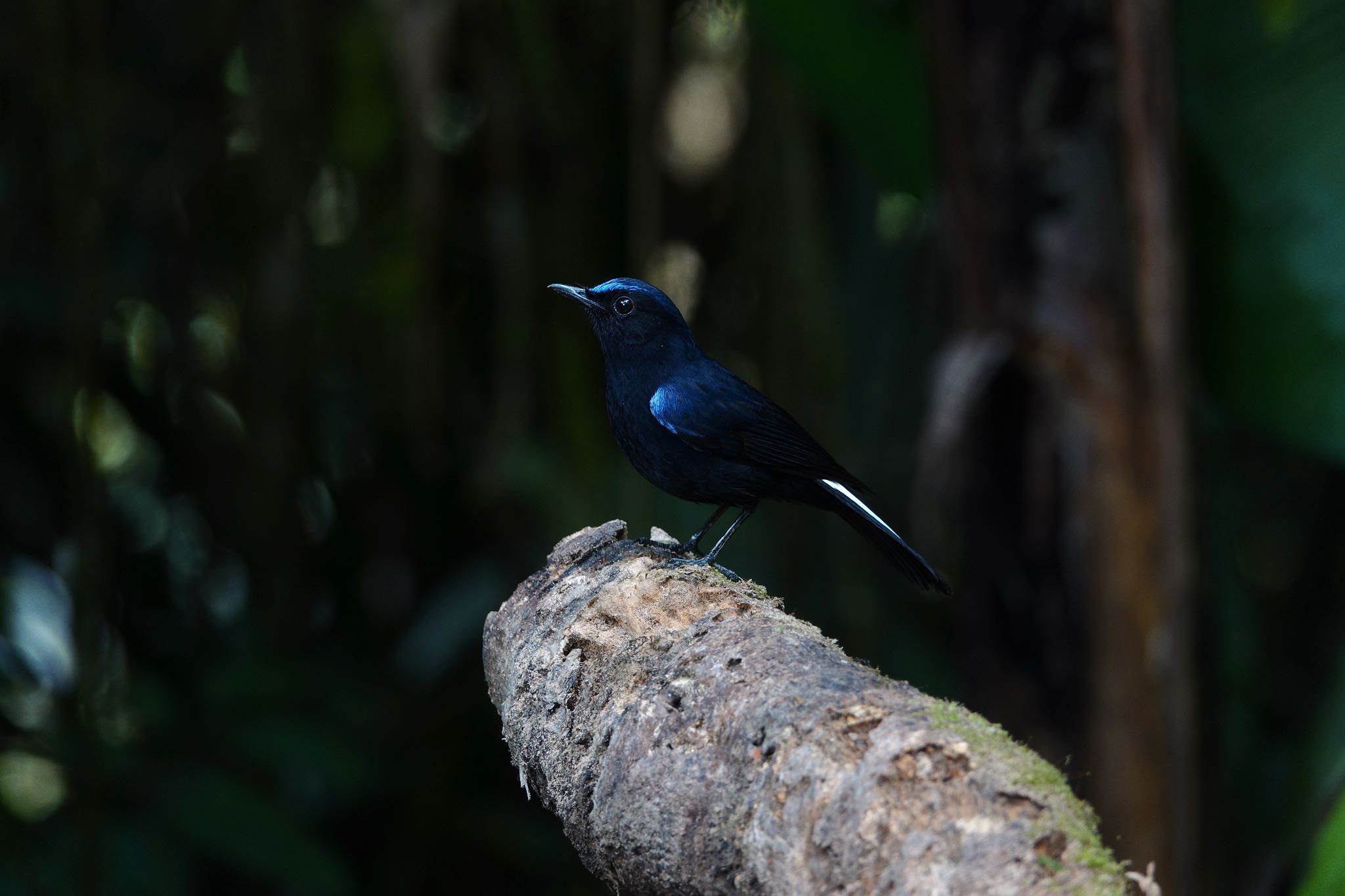 White-tailed Robin