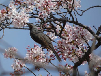 ヒヨドリ 手賀沼 2023年4月2日(日)