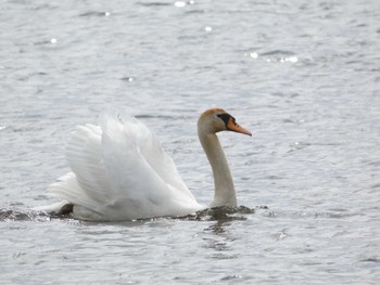 2023年4月2日(日) 手賀沼の野鳥観察記録