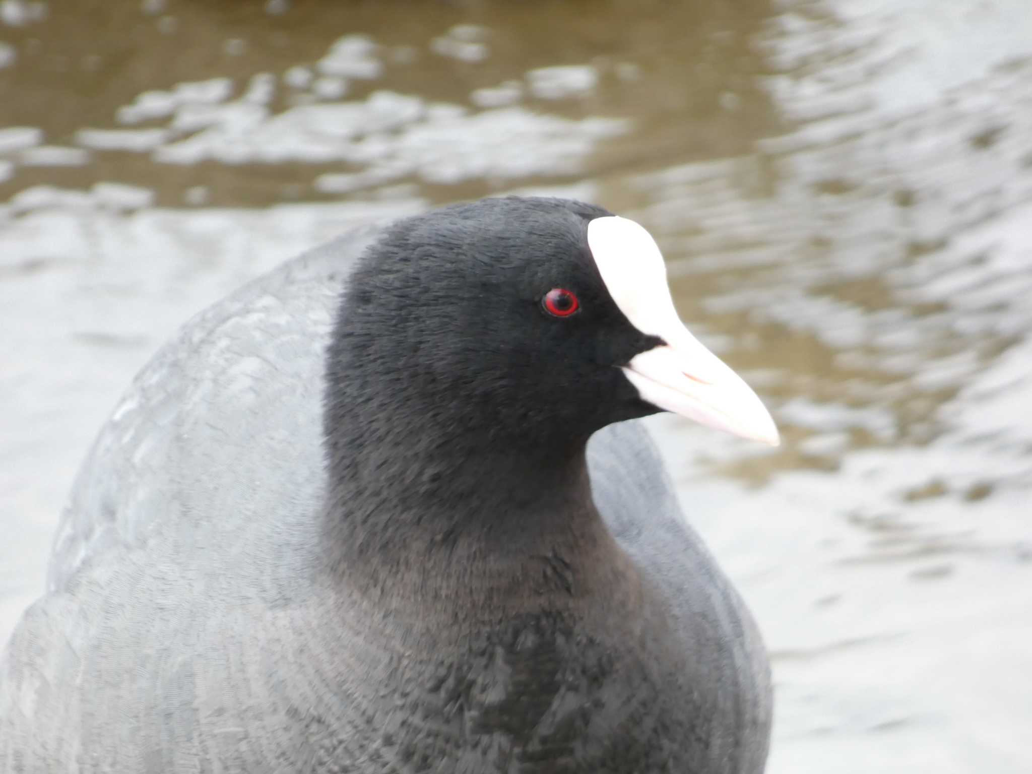 オオバン