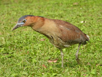 Malayan Night Heron 大安森林公園 Mon, 4/3/2023