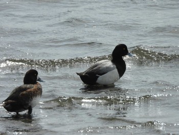 2023年4月14日(金) 葛西臨海公園の野鳥観察記録