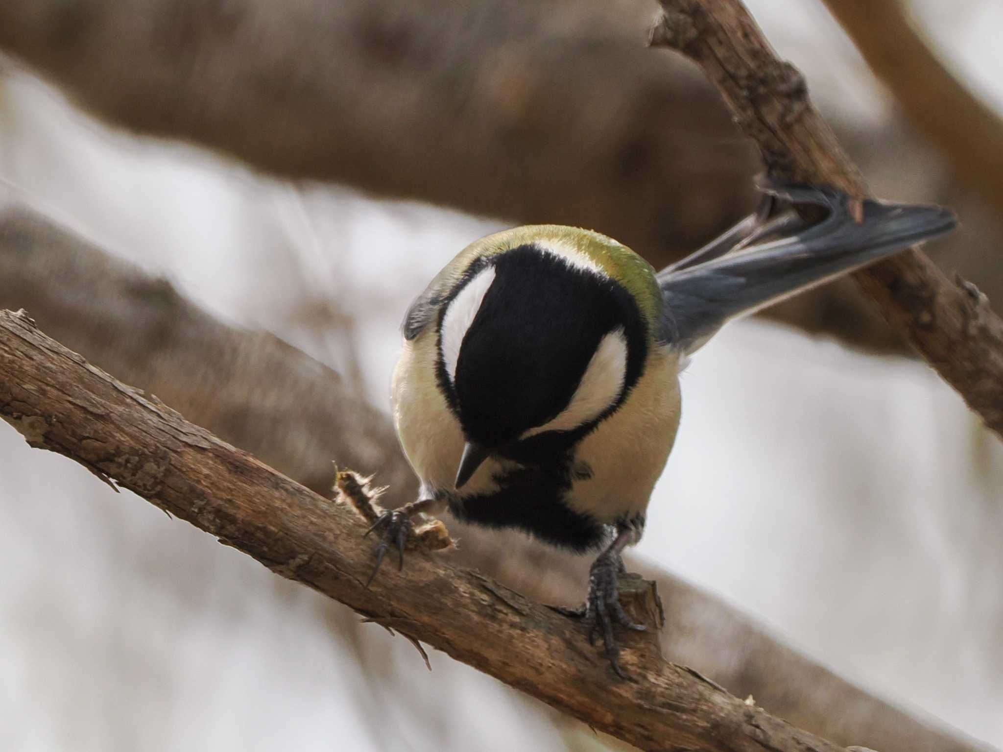 Photo of Japanese Tit at 水と生きものの郷トゥ・ペッ by 98_Ark (98ｱｰｸ)