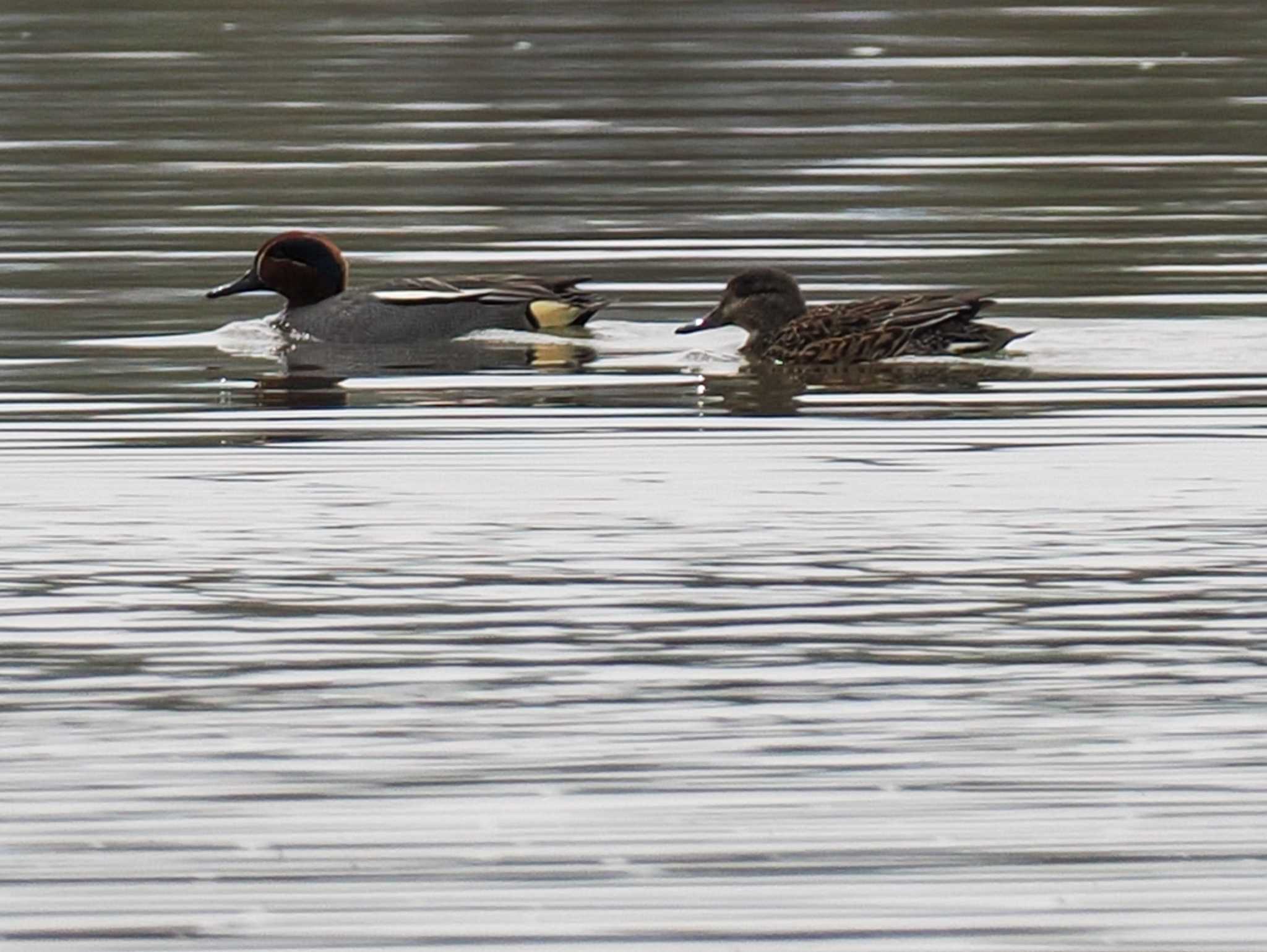 Photo of Eurasian Teal at 水と生きものの郷トゥ・ペッ by 98_Ark (98ｱｰｸ)