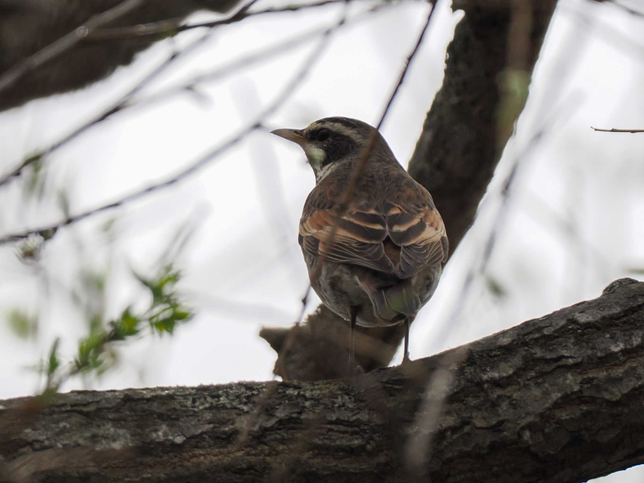 Photo of Dusky Thrush at 水と生きものの郷トゥ・ペッ by 98_Ark (98ｱｰｸ)