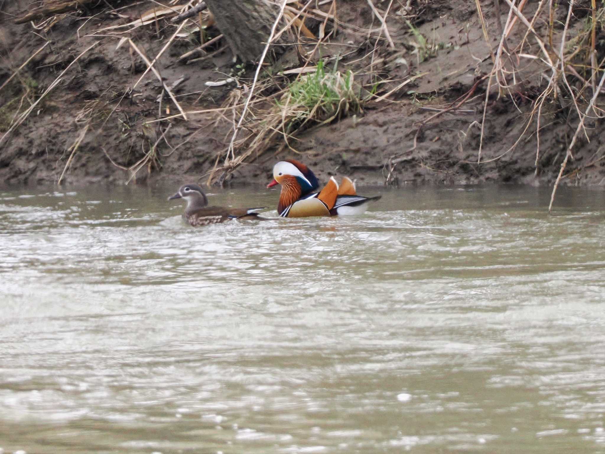 Photo of Mandarin Duck at 水と生きものの郷トゥ・ペッ by 98_Ark (98ｱｰｸ)