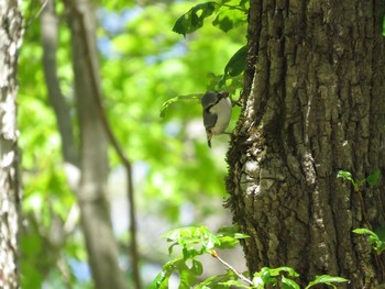 ゴジュウカラ 北大研究林(北海道大学苫小牧研究林) 2018年5月27日(日)