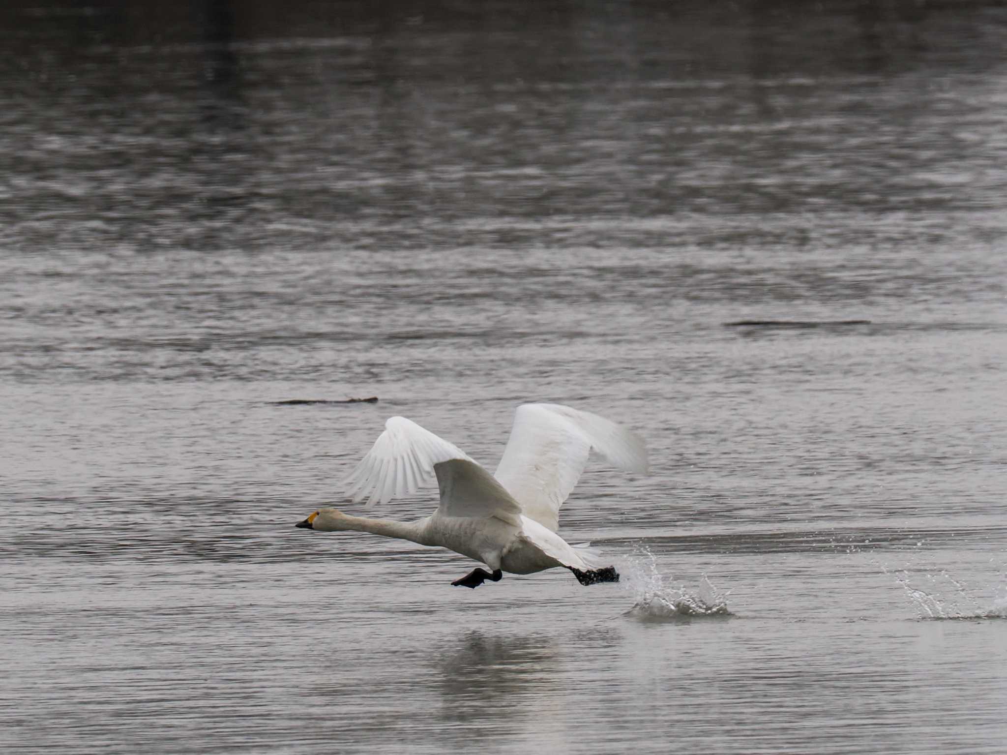 Photo of Whooper Swan at 水と生きものの郷トゥ・ペッ by 98_Ark (98ｱｰｸ)