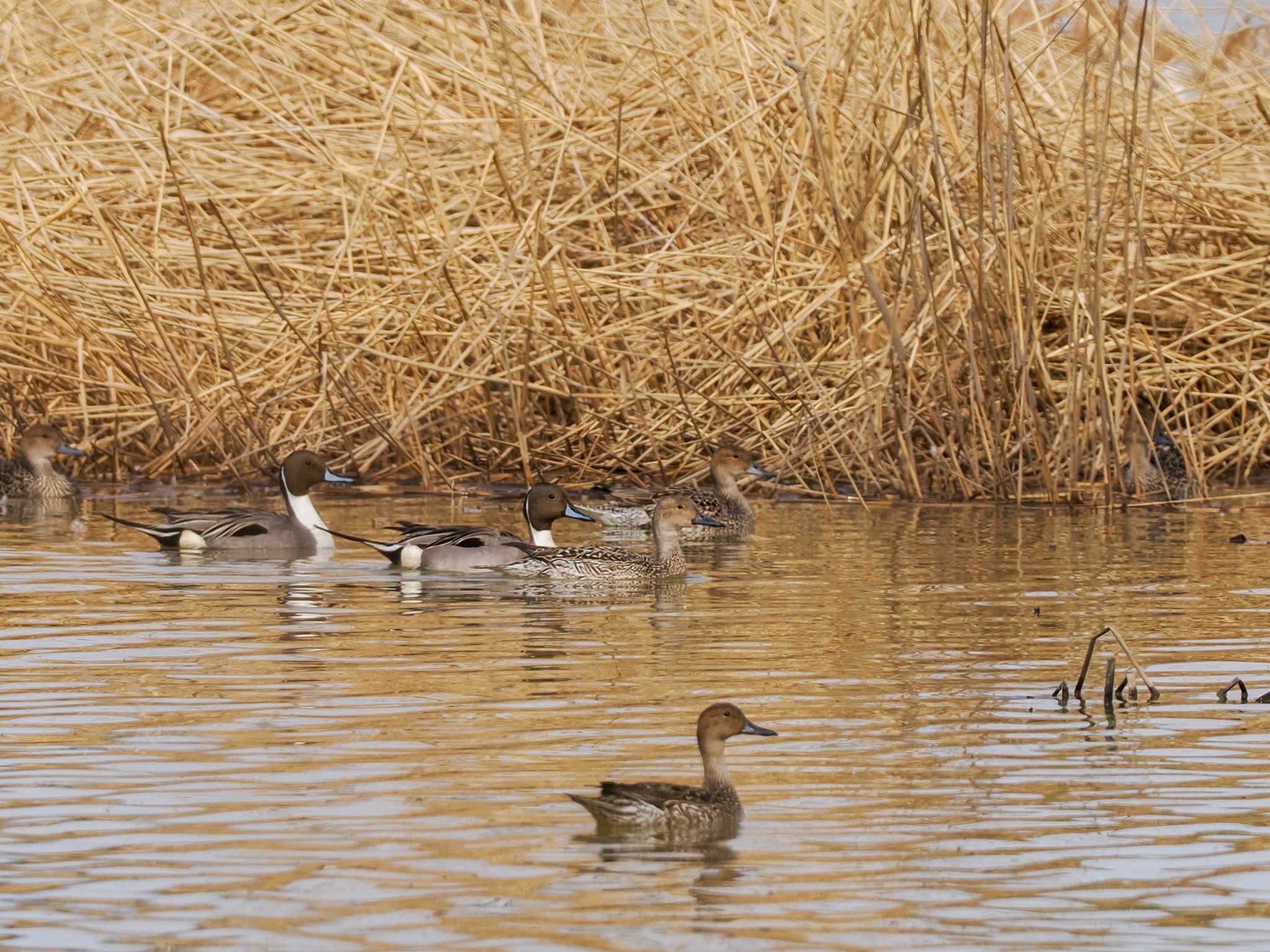 Photo of Northern Pintail at 水と生きものの郷トゥ・ペッ by 98_Ark (98ｱｰｸ)