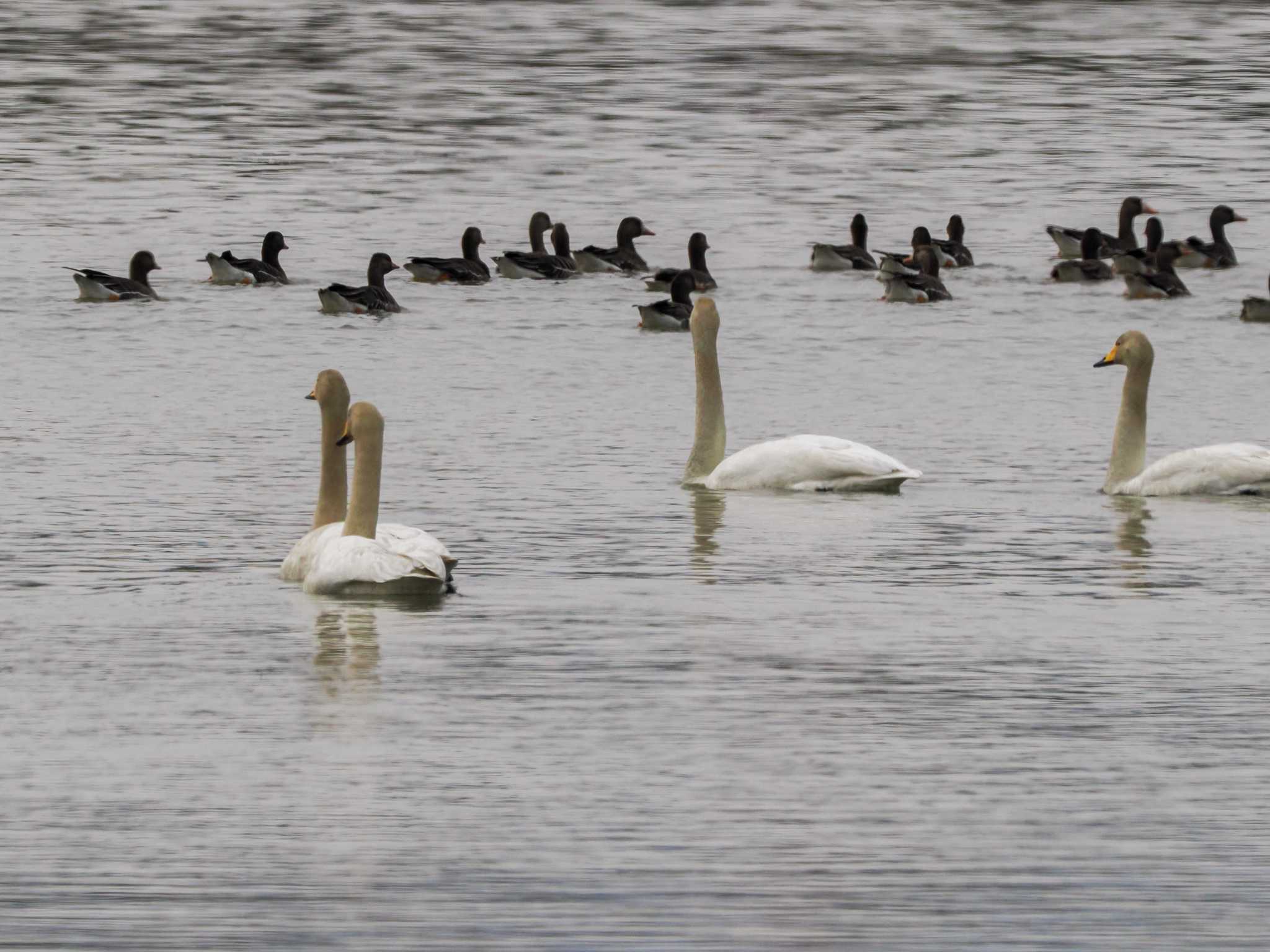 Photo of Whooper Swan at 水と生きものの郷トゥ・ペッ by 98_Ark (98ｱｰｸ)