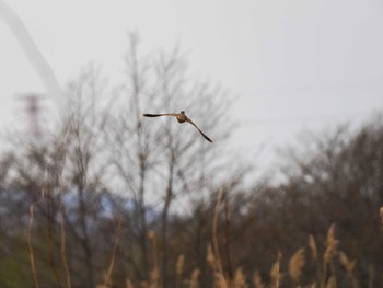 2023年4月15日(土) 水と生きものの郷トゥ・ペッの野鳥観察記録