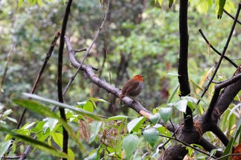 Sat, 4/15/2023 Birding report at 大阪府