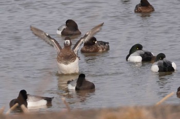 Greater Scaup 石狩川河口 Sun, 3/12/2023