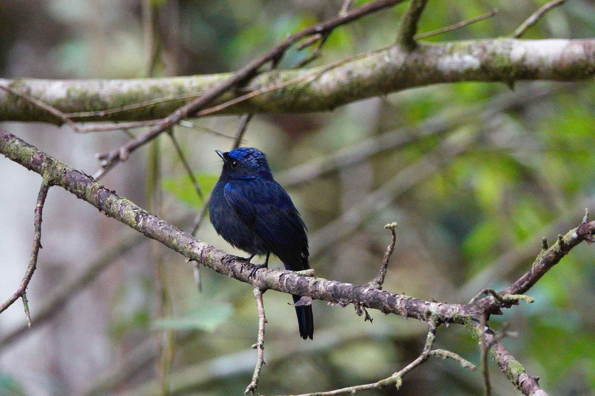 Photo of Large Niltava at Fraser's Hill by のどか