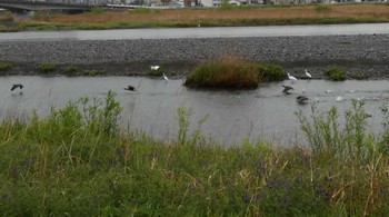 コサギ 酒匂川河口 2023年4月15日(土)