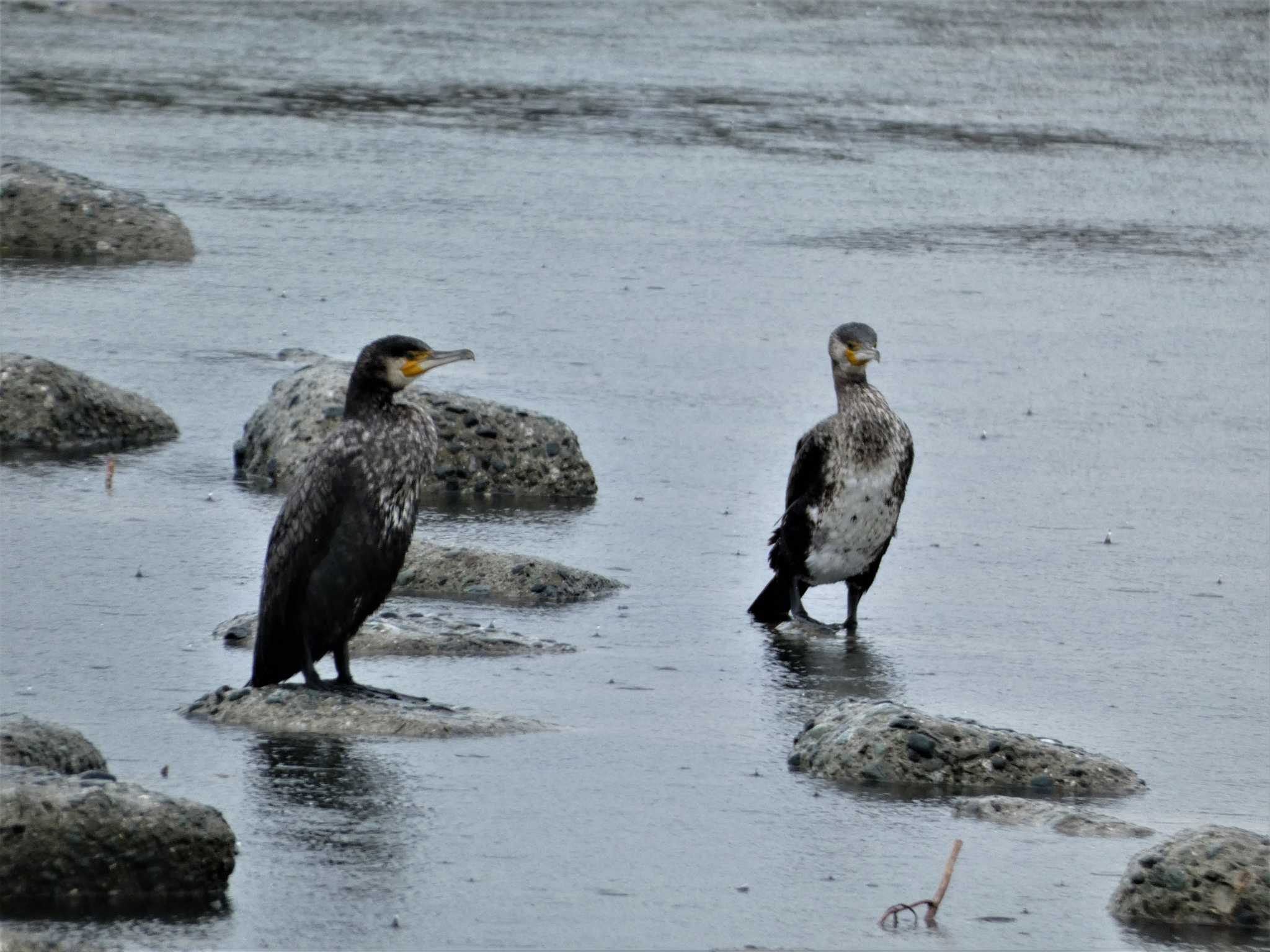 Great Cormorant