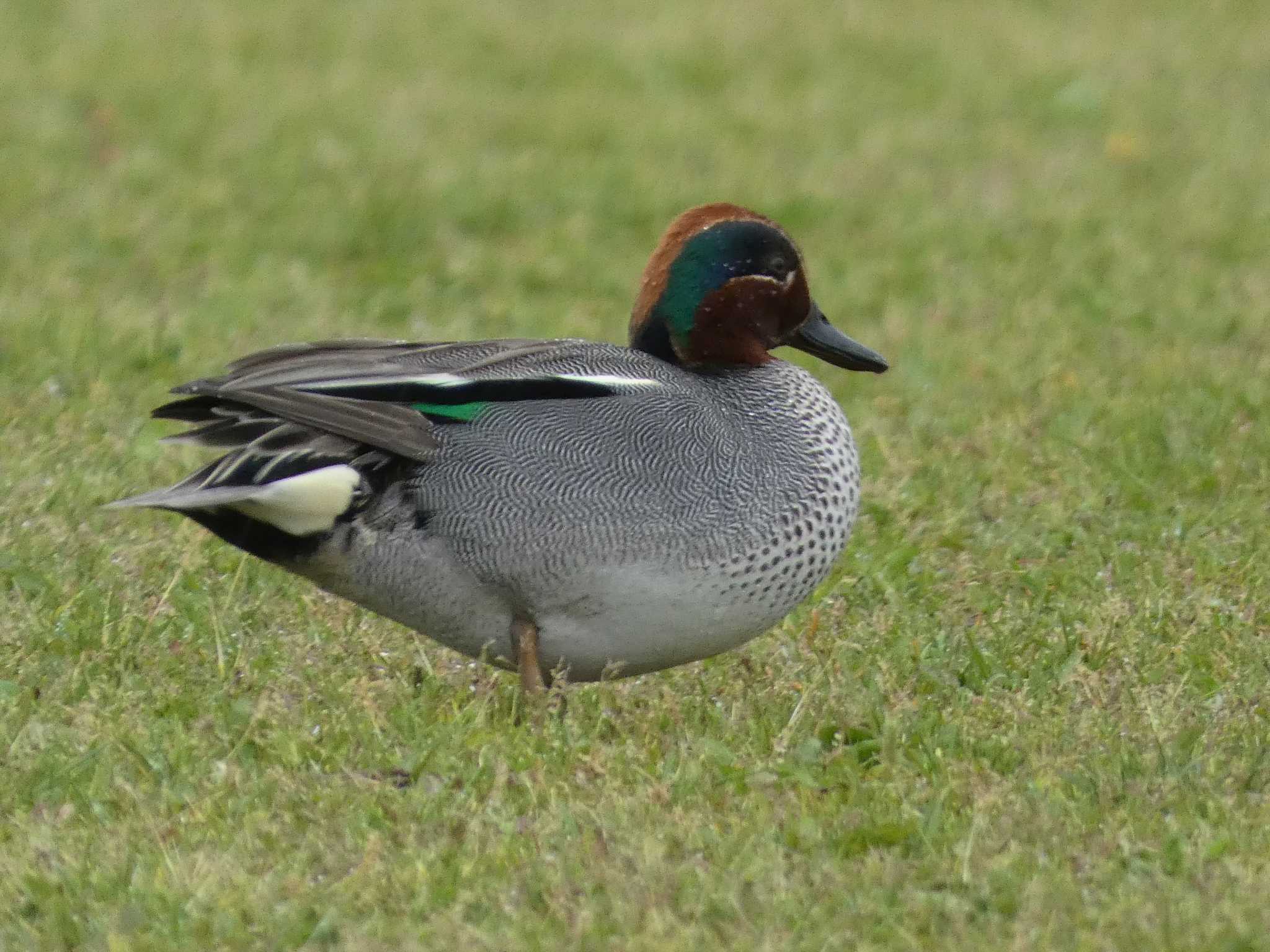 Eurasian Teal