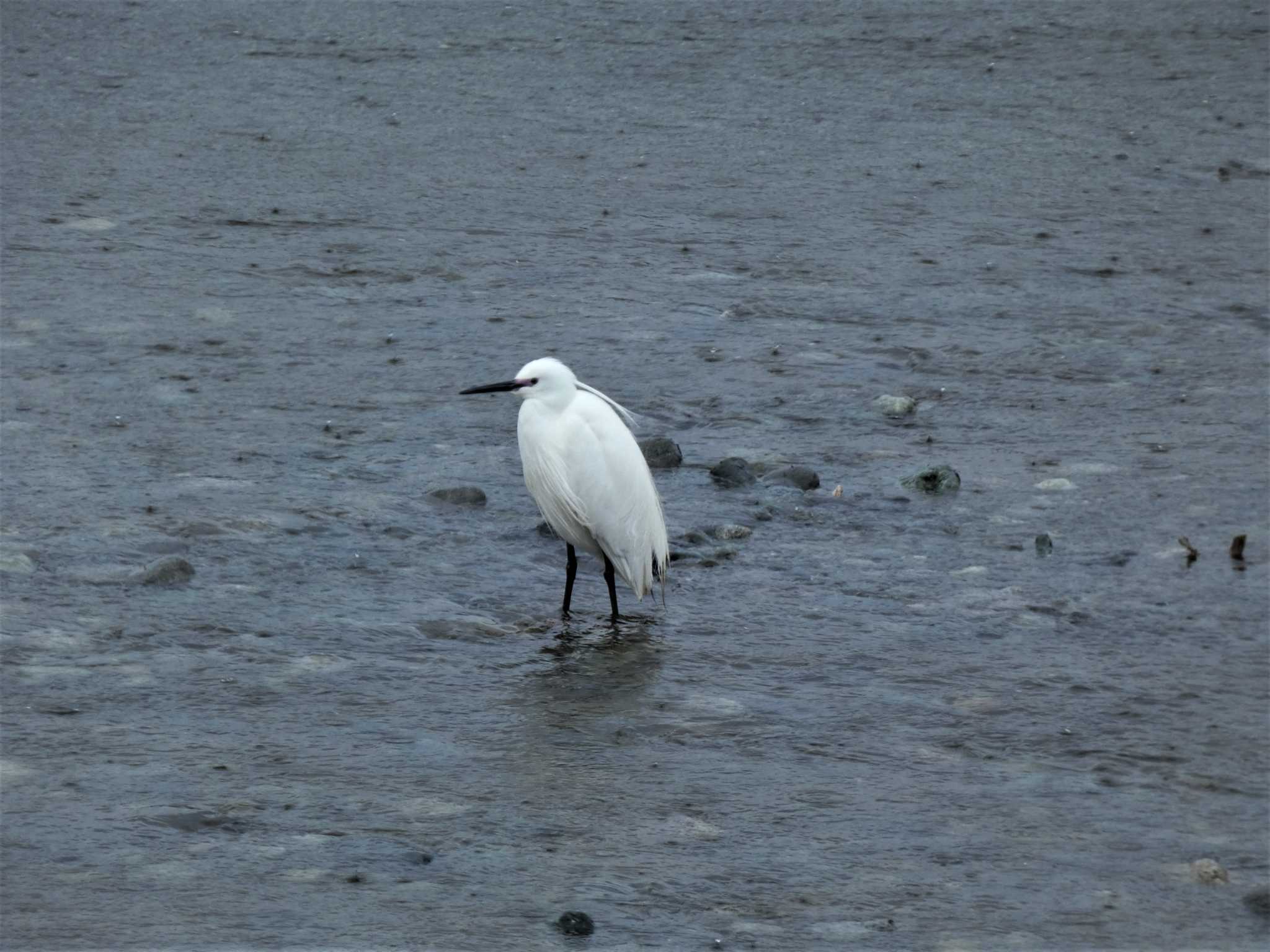 Photo of Little Egret at 酒匂川河口 by koshi