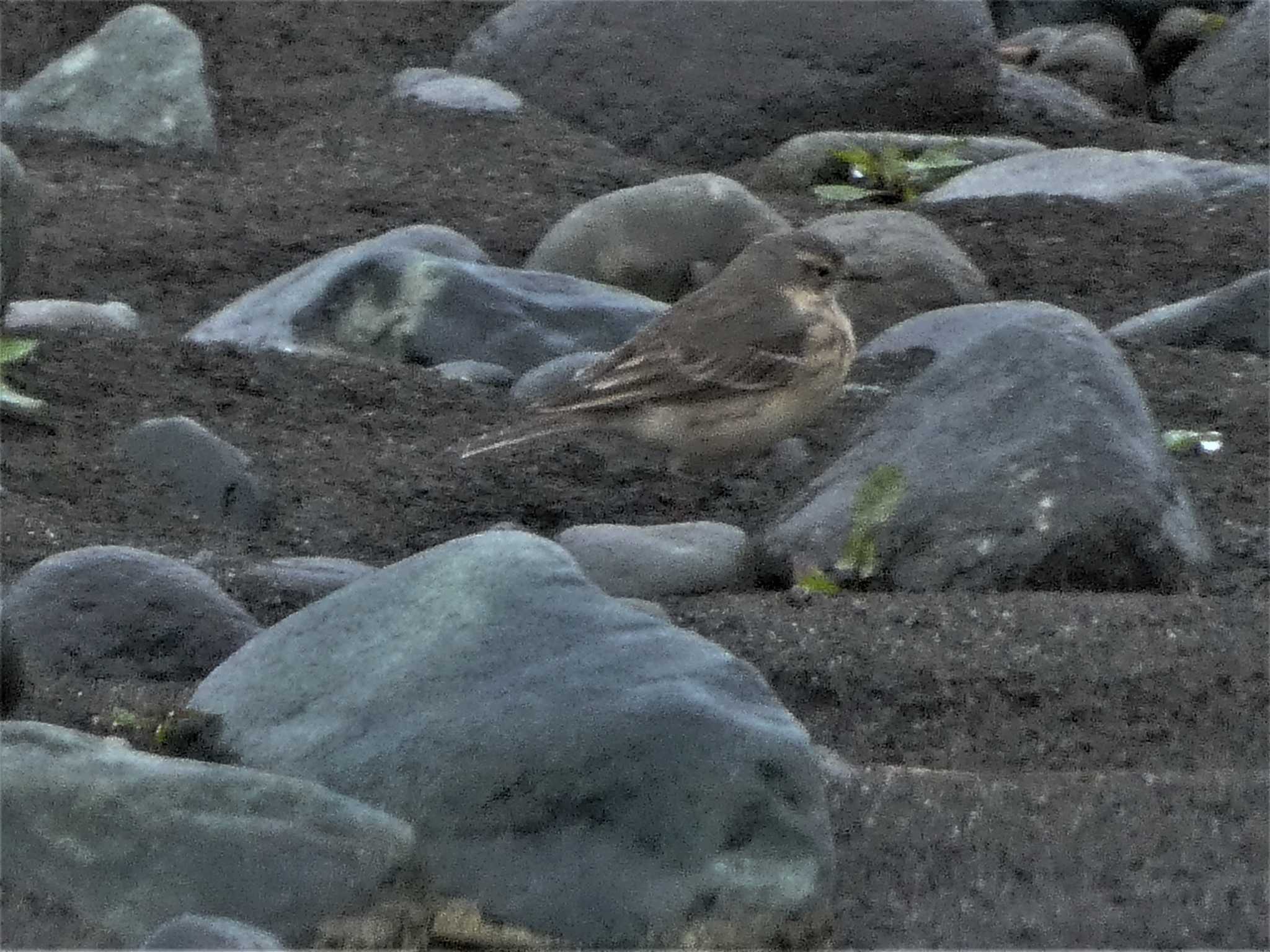 Water Pipit