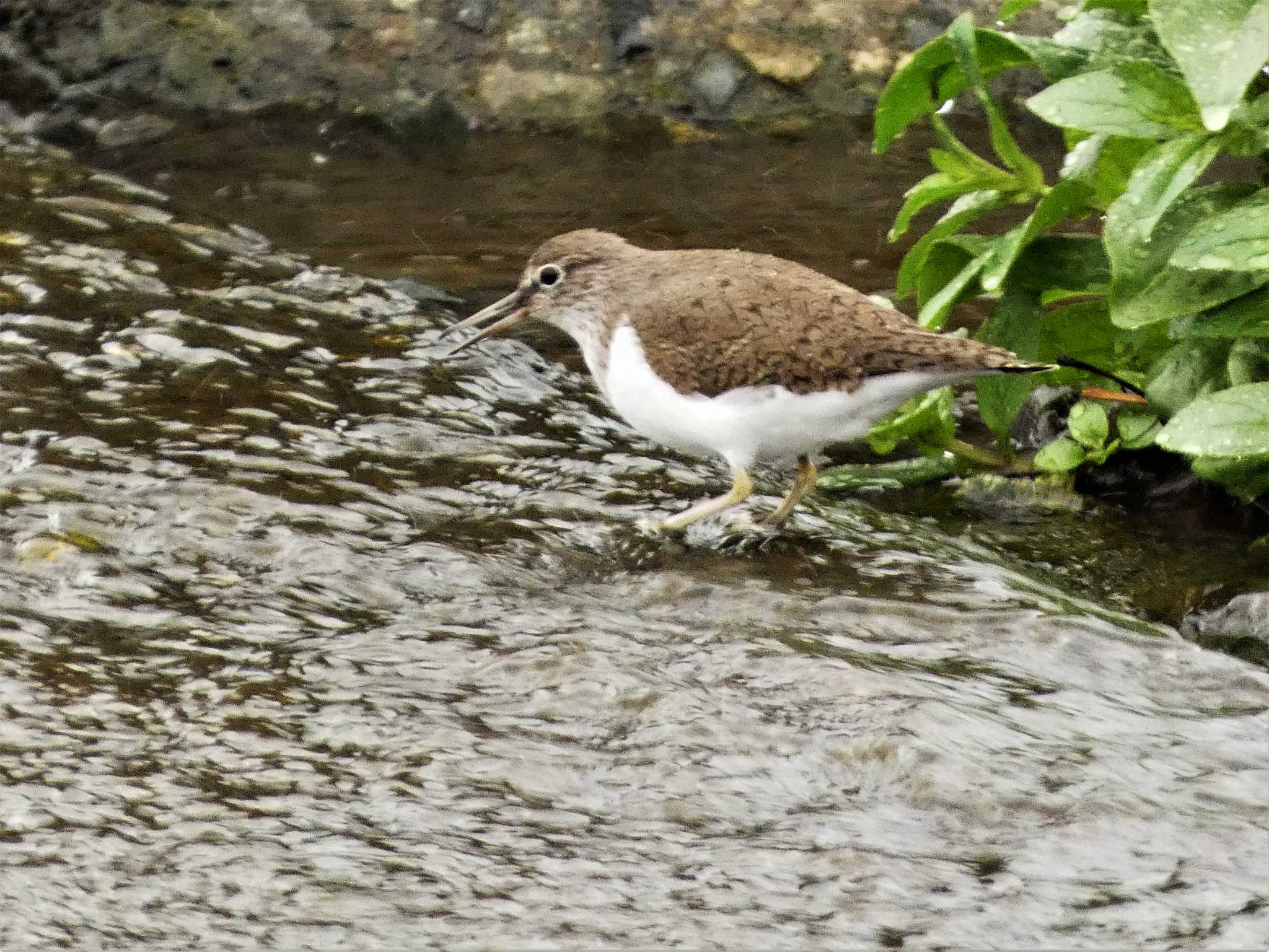 Common Sandpiper