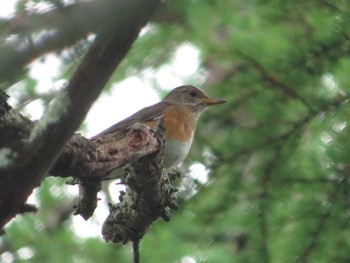 2018年5月25日(金) ポロト湖の野鳥観察記録