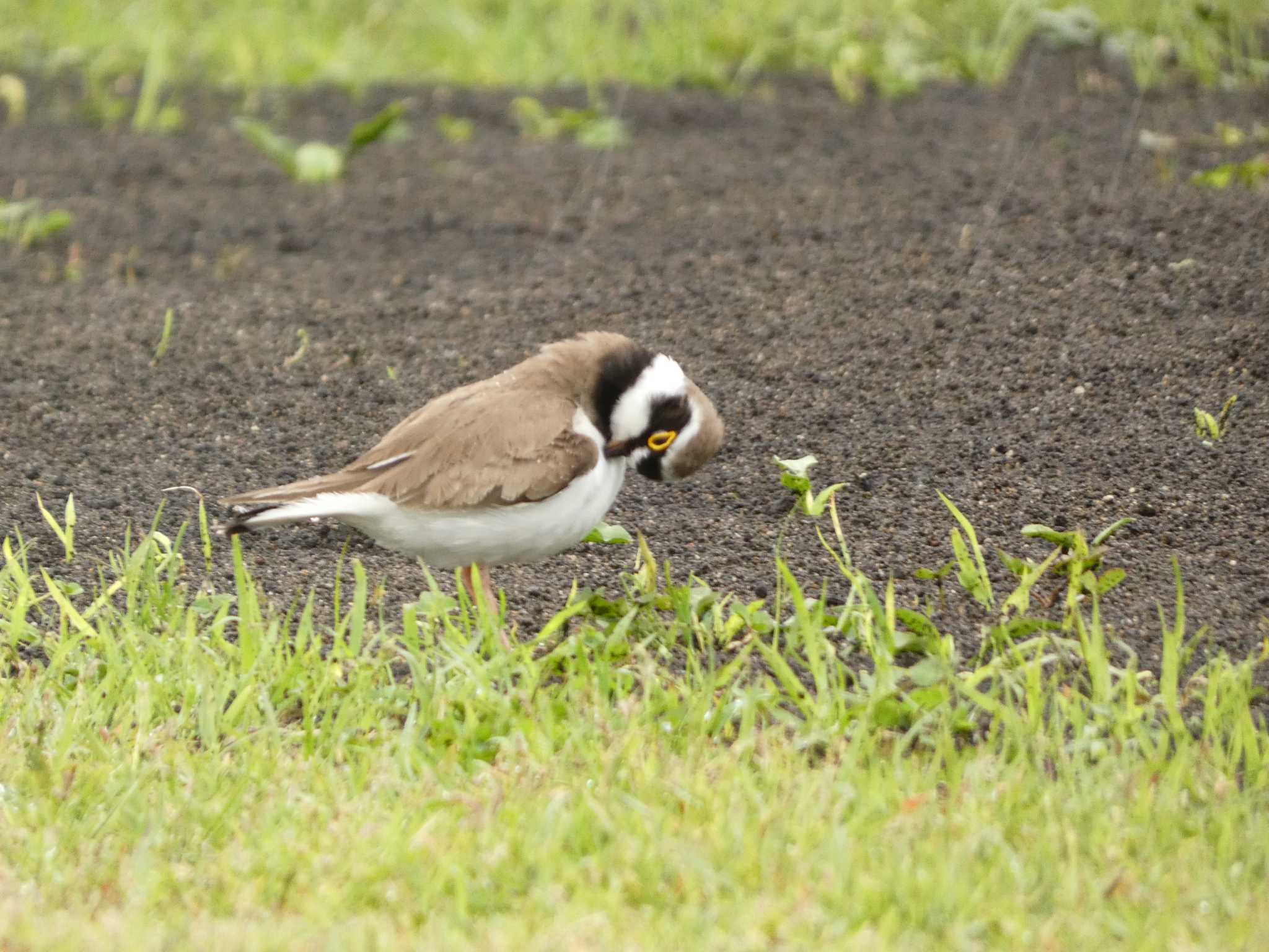 Little Ringed Plover