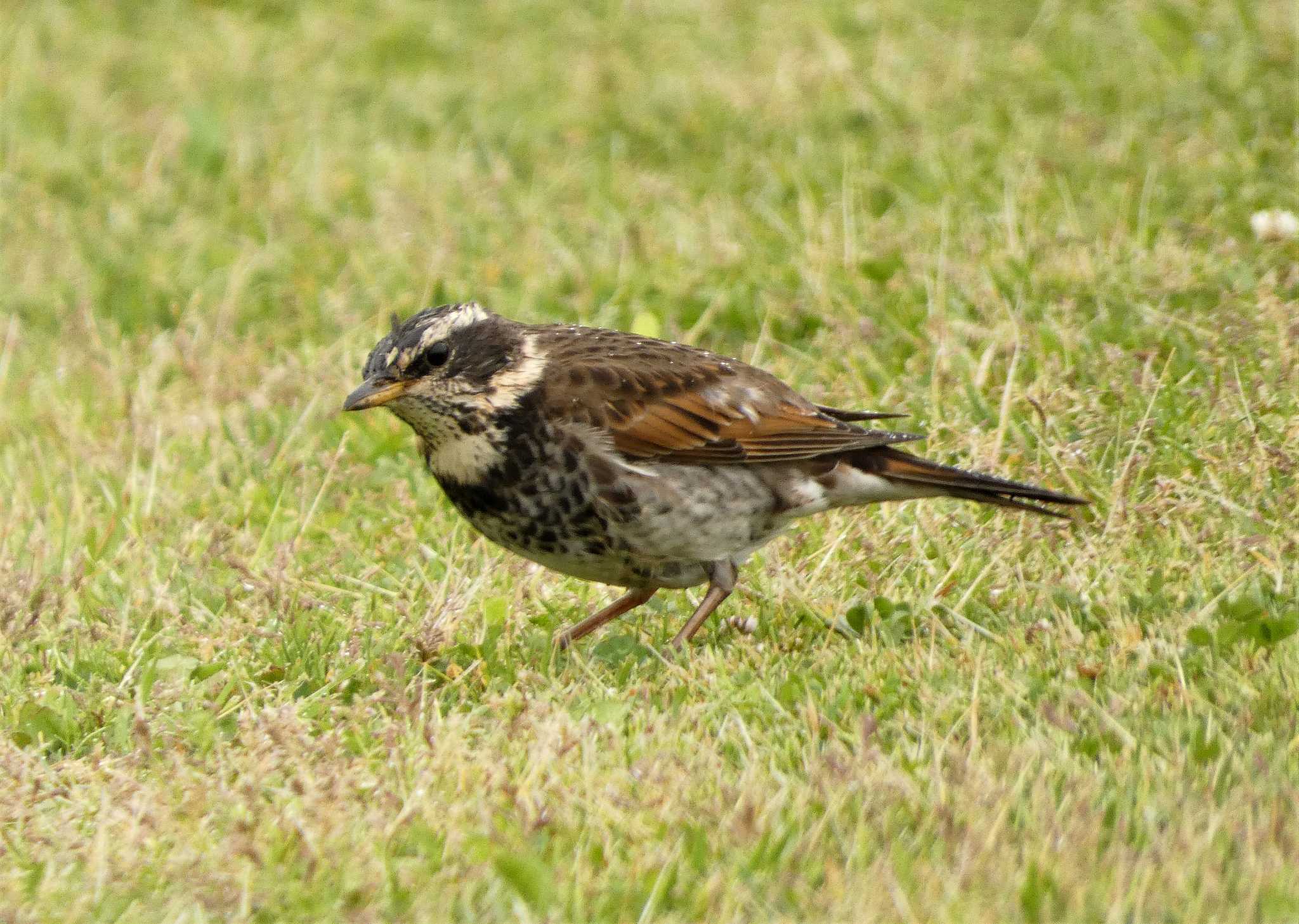 Dusky Thrush