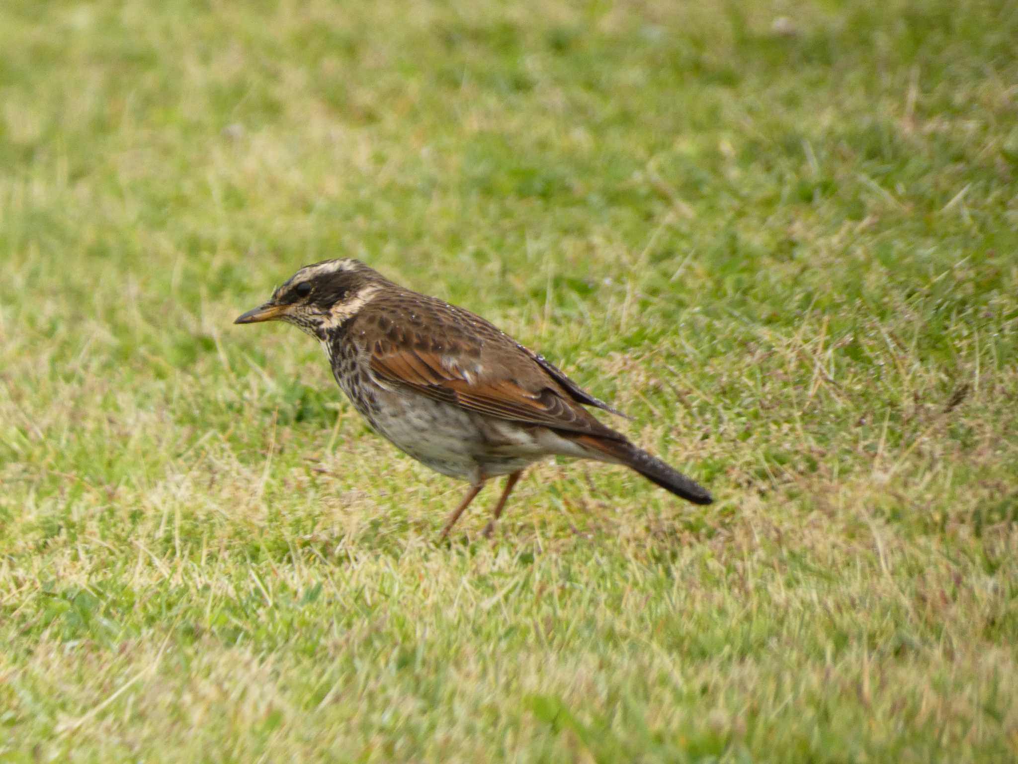 Dusky Thrush