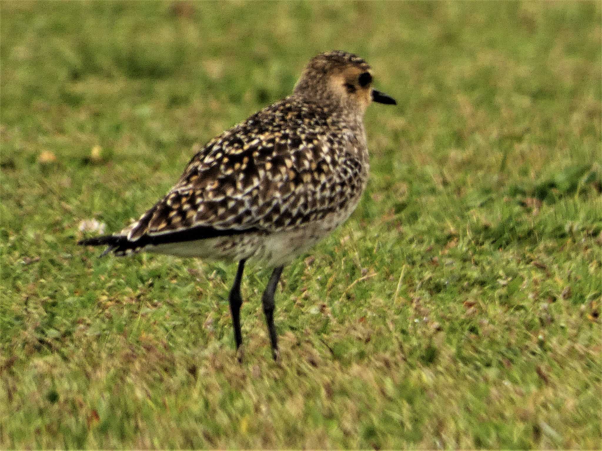 Pacific Golden Plover