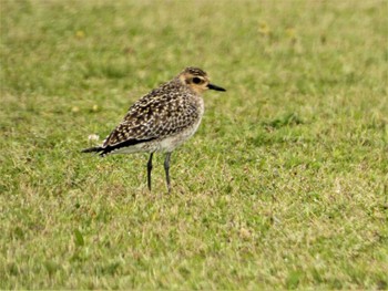 Sat, 4/15/2023 Birding report at 酒匂川河口