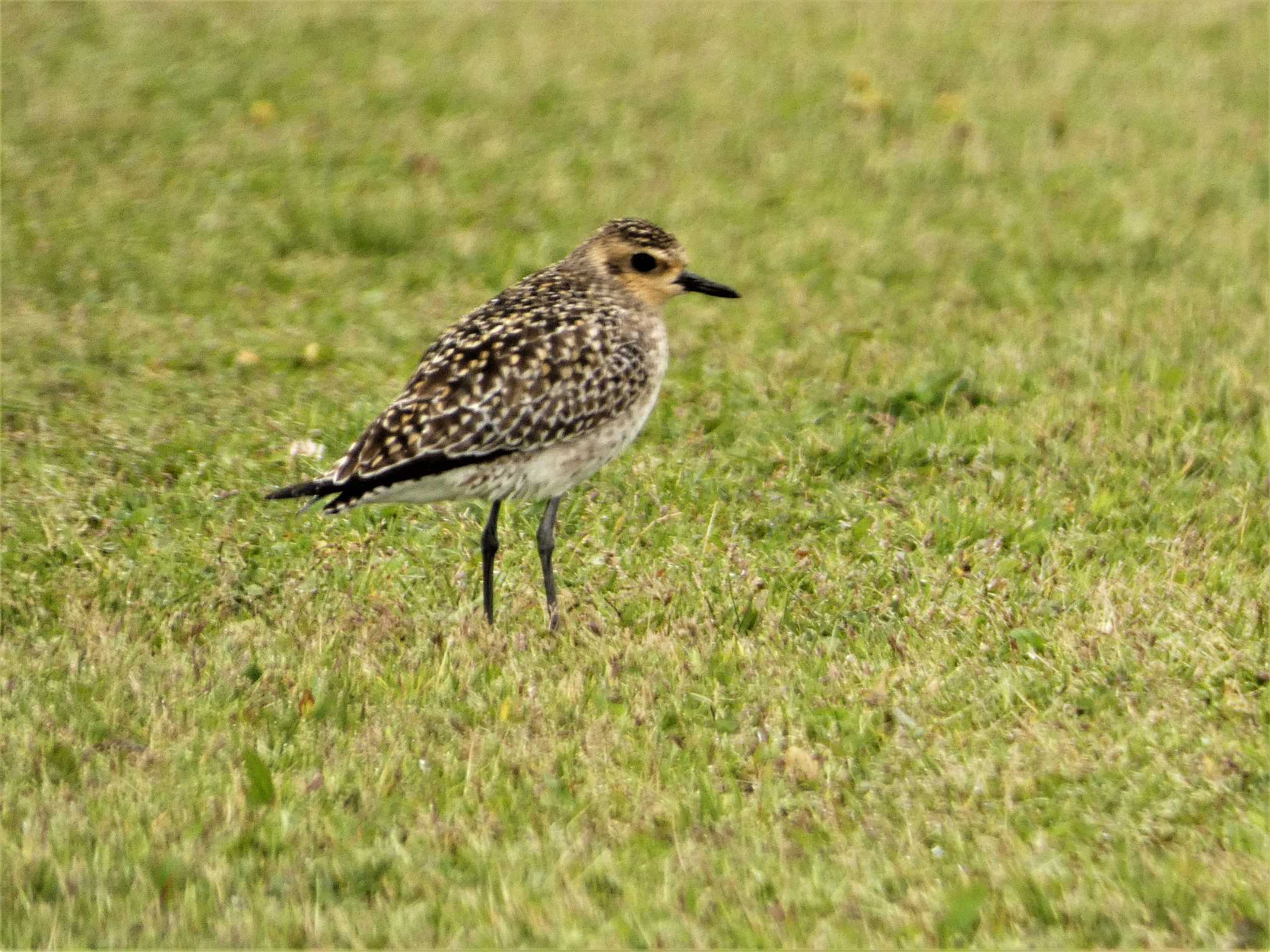 Pacific Golden Plover