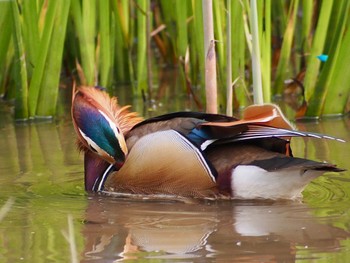 2023年4月14日(金) 秋川の野鳥観察記録