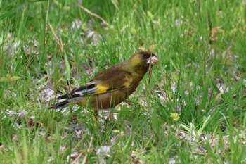 Grey-capped Greenfinch 芦屋市総合公園 Fri, 4/14/2023