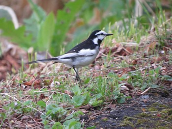 2018年5月26日(土) 苫小牧の野鳥観察記録