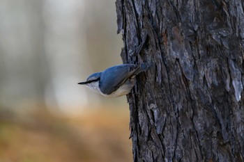 ゴジュウカラ 月寒公園 2023年4月13日(木)