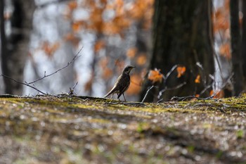 Dusky Thrush 月寒公園 Wed, 4/12/2023