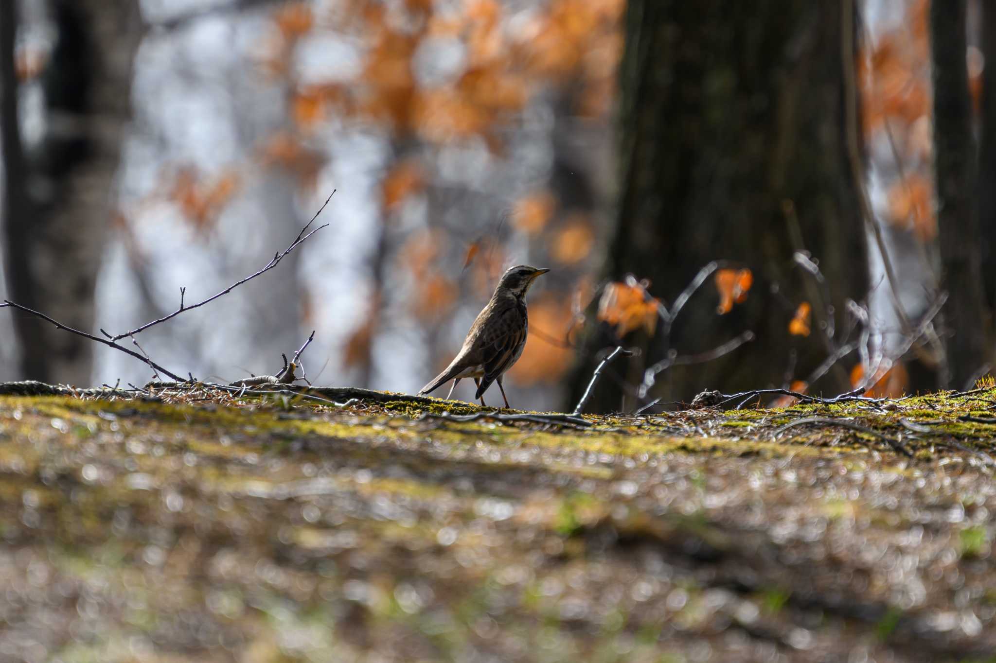 Photo of Dusky Thrush at 月寒公園 by North* Star*
