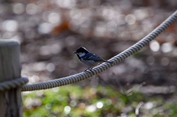 Coal Tit 月寒公園 Thu, 4/13/2023