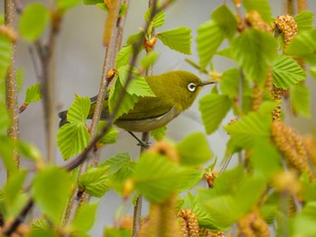 Warbling White-eye 山本山高原 Fri, 4/14/2023