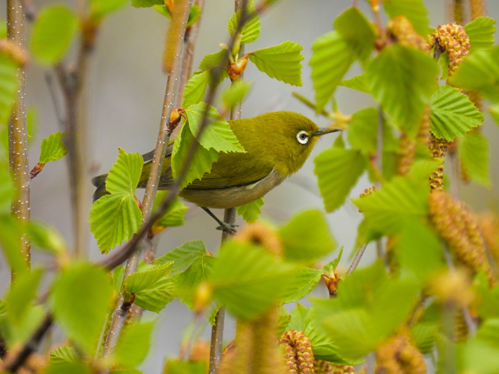 Photo of Warbling White-eye at 山本山高原 by ぽちゃっこ