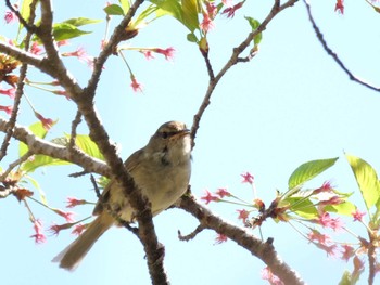 Japanese Bush Warbler 自宅 Sun, 4/9/2023