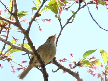 Japanese Bush Warbler 自宅 Sun, 4/9/2023
