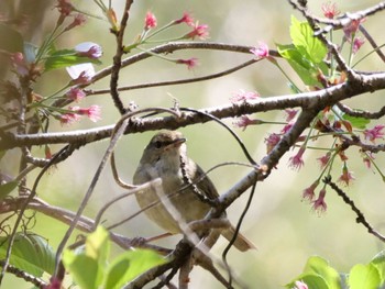 Japanese Bush Warbler 自宅 Sun, 4/9/2023