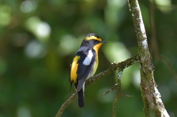 Narcissus Flycatcher 滋賀県甲賀市甲南町創造の森 Sun, 4/16/2023